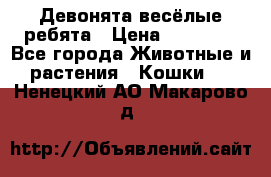 Девонята весёлые ребята › Цена ­ 25 000 - Все города Животные и растения » Кошки   . Ненецкий АО,Макарово д.